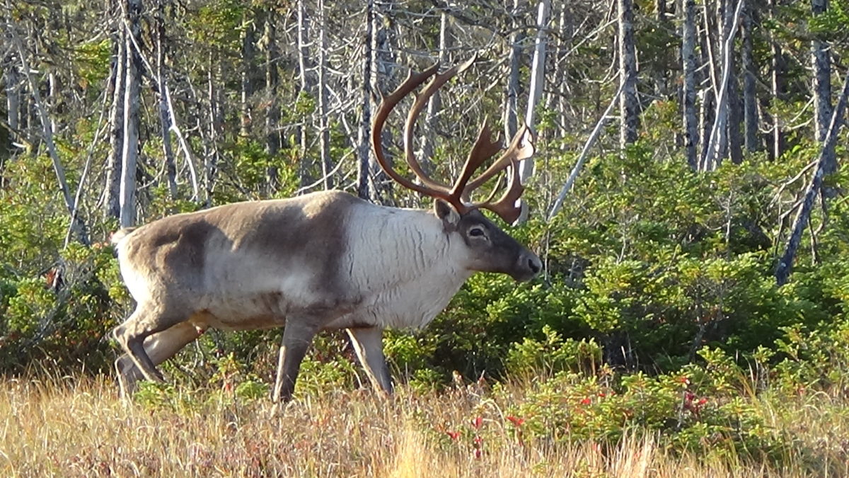 Caribou – Newfoundland Wilderness Outfitters